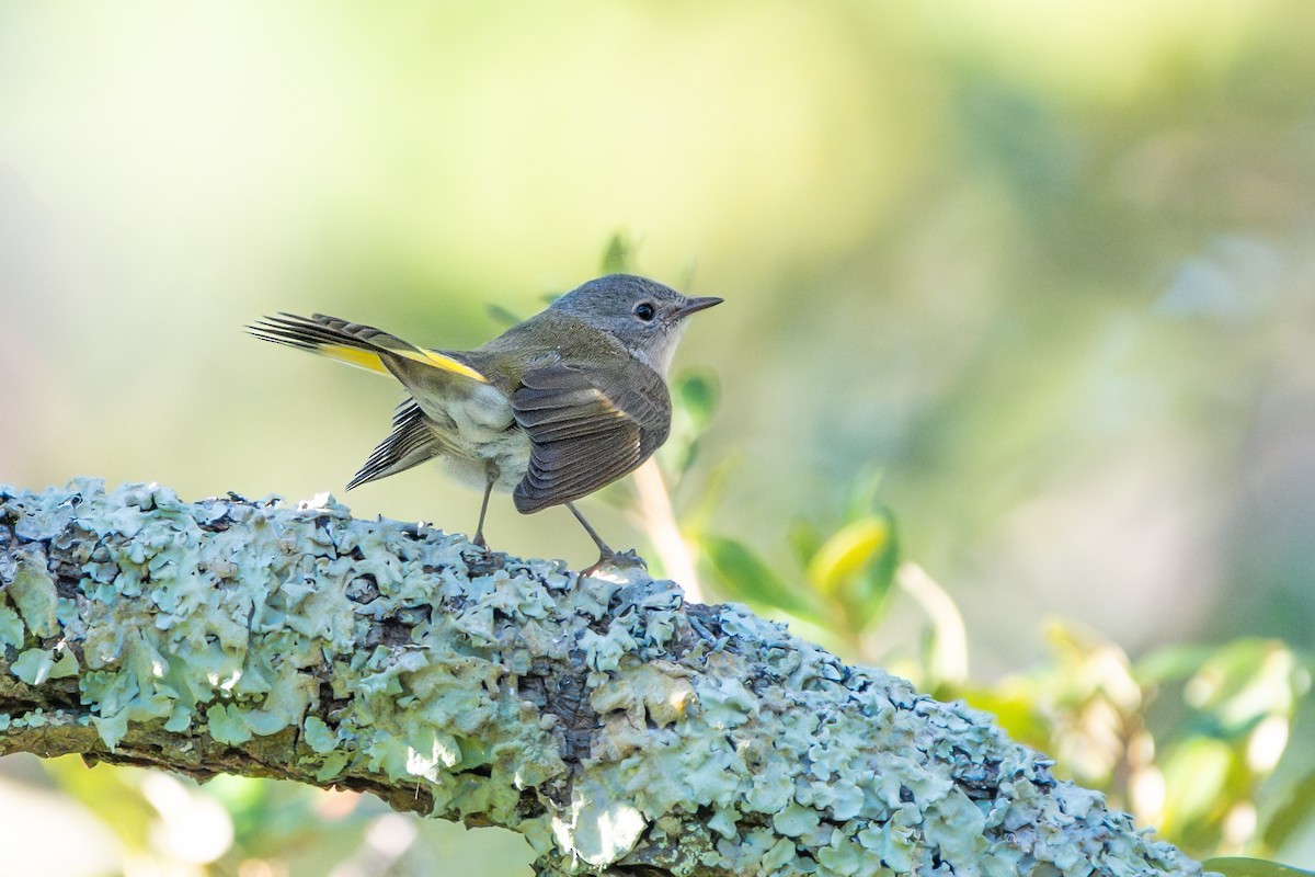 American Redstart - ML643569934