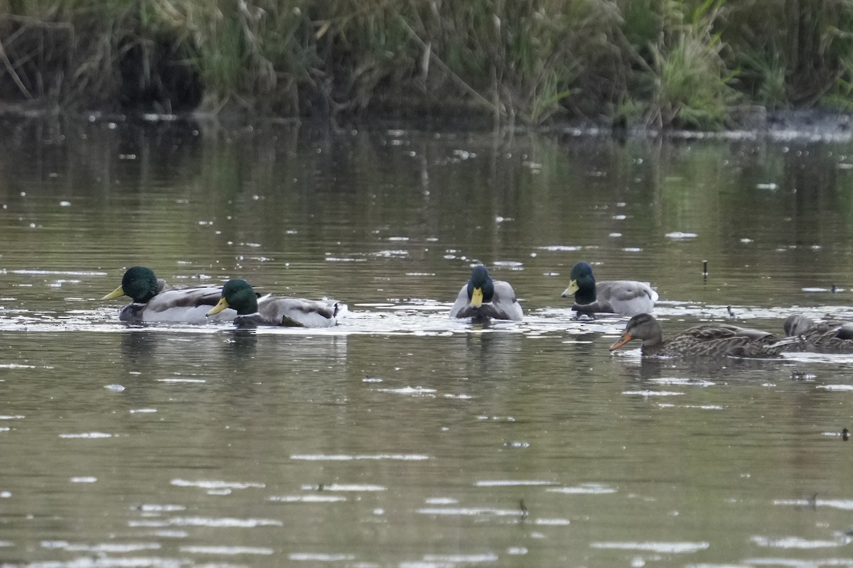 Mallard - ML643569938