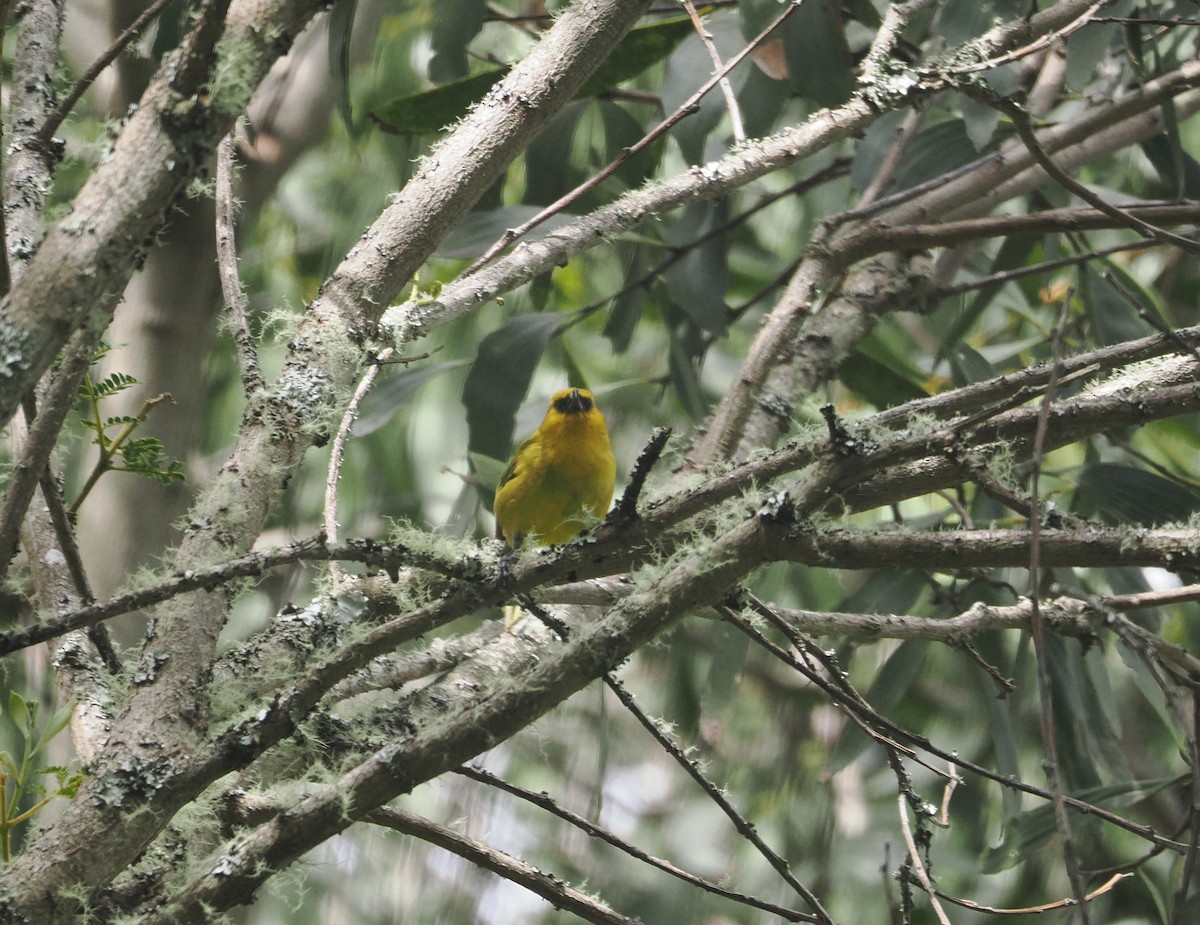 Akiapolaau - ML643569950