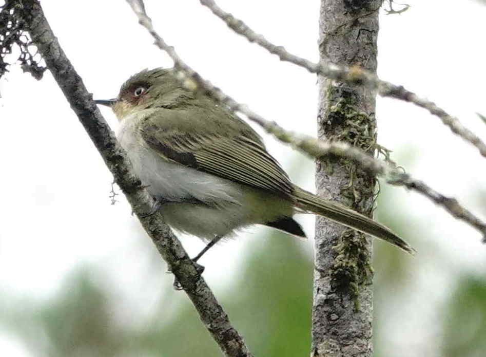 Bay-ringed Tyrannulet - ML643569963