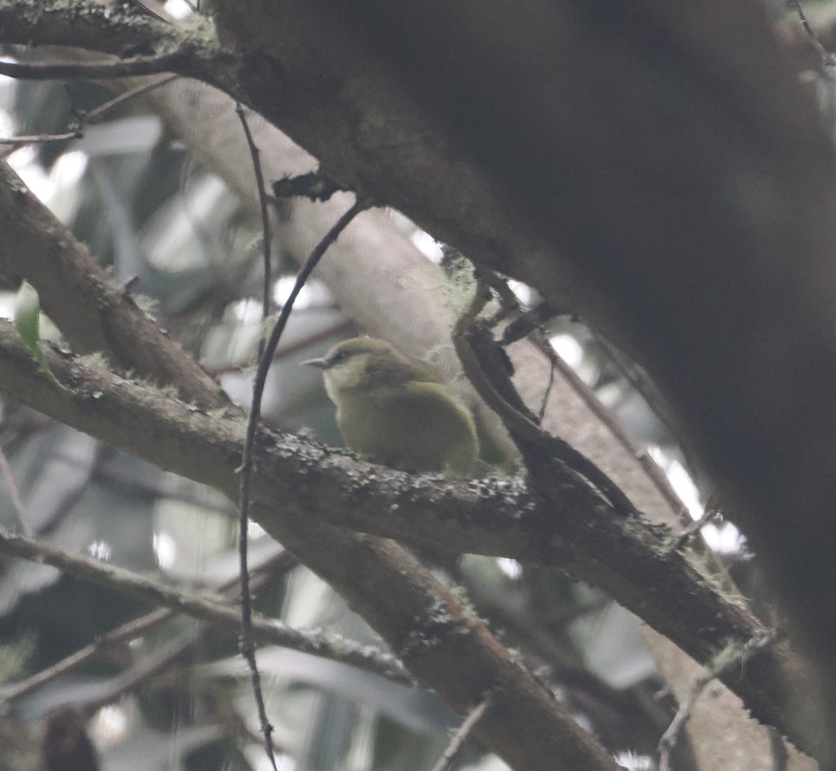 Hawaii Creeper - ML643569964