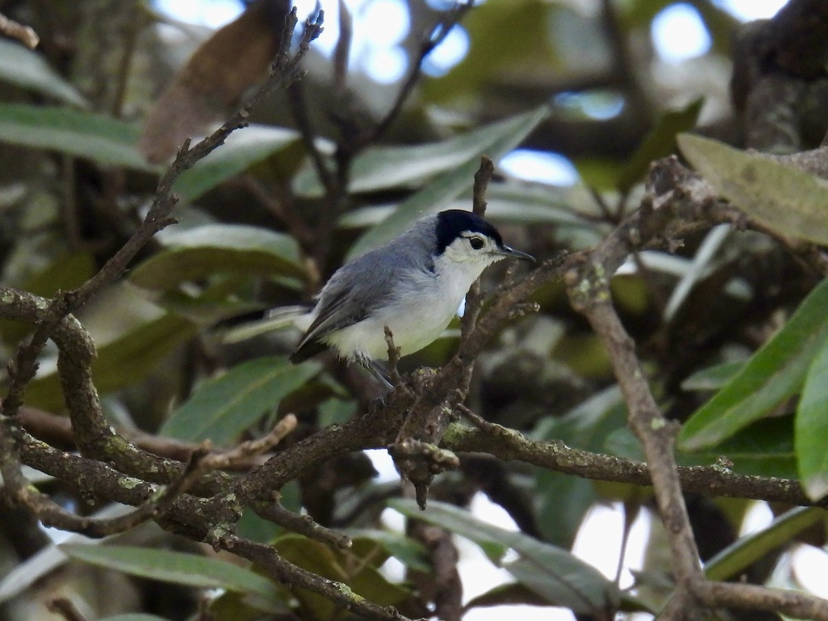 White-browed Gnatcatcher - ML643569967