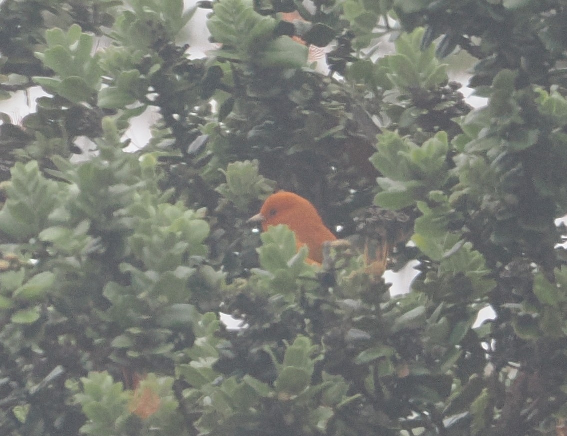 Hawaii Akepa - ML643569973