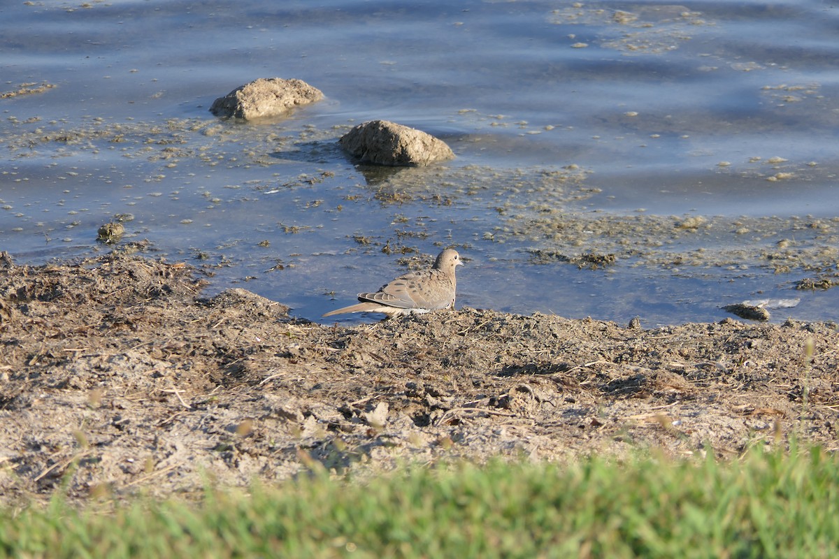 Mourning Dove - ML643569981