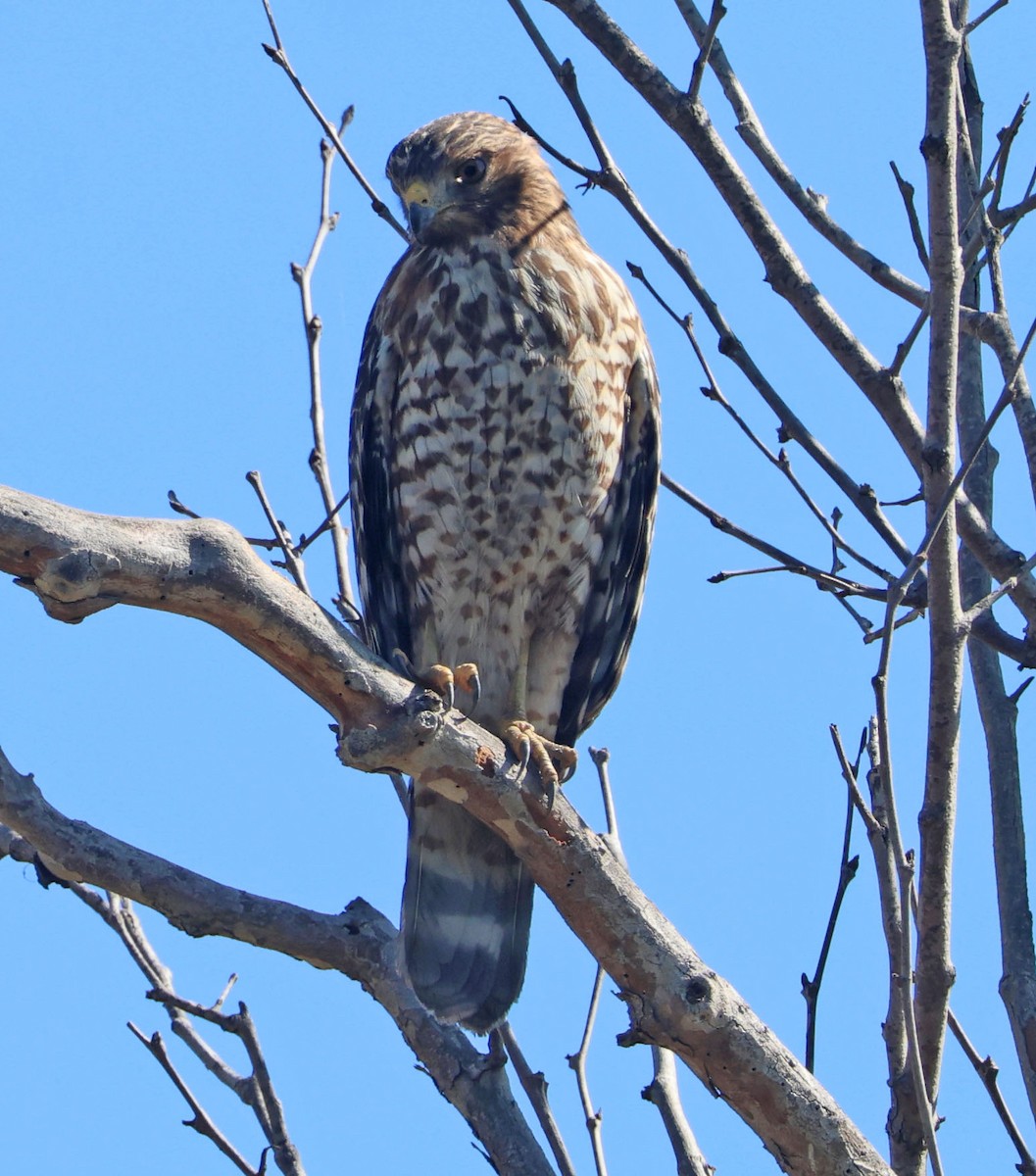 Red-shouldered Hawk - ML643569990