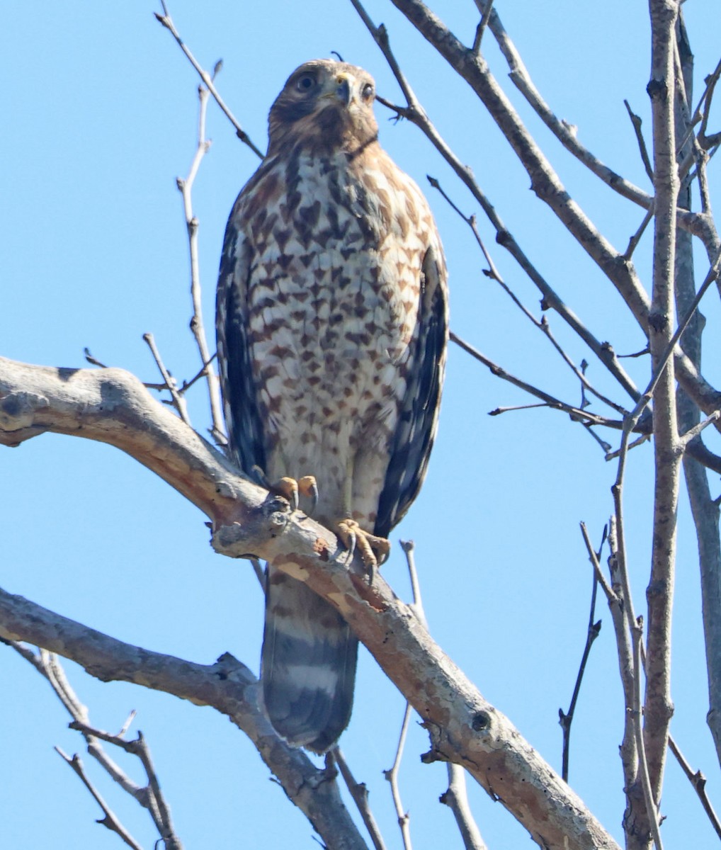 Red-shouldered Hawk - ML643569991