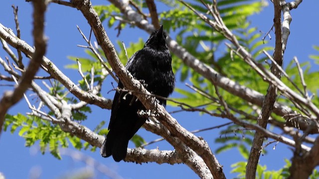 Chopi Blackbird - ML643569995
