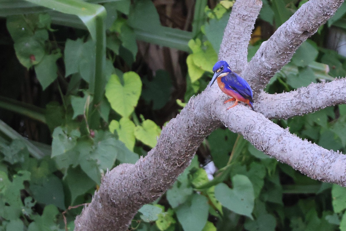 Azure Kingfisher - ML643570000