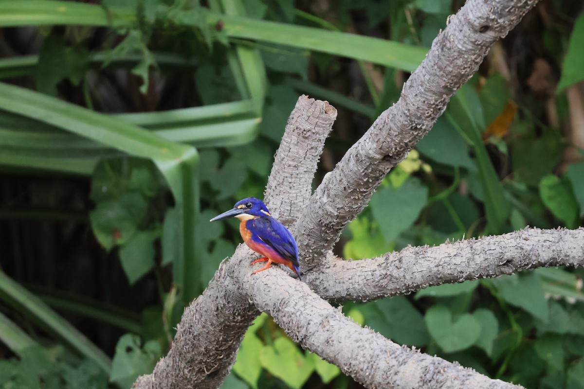 Azure Kingfisher - ML643570001