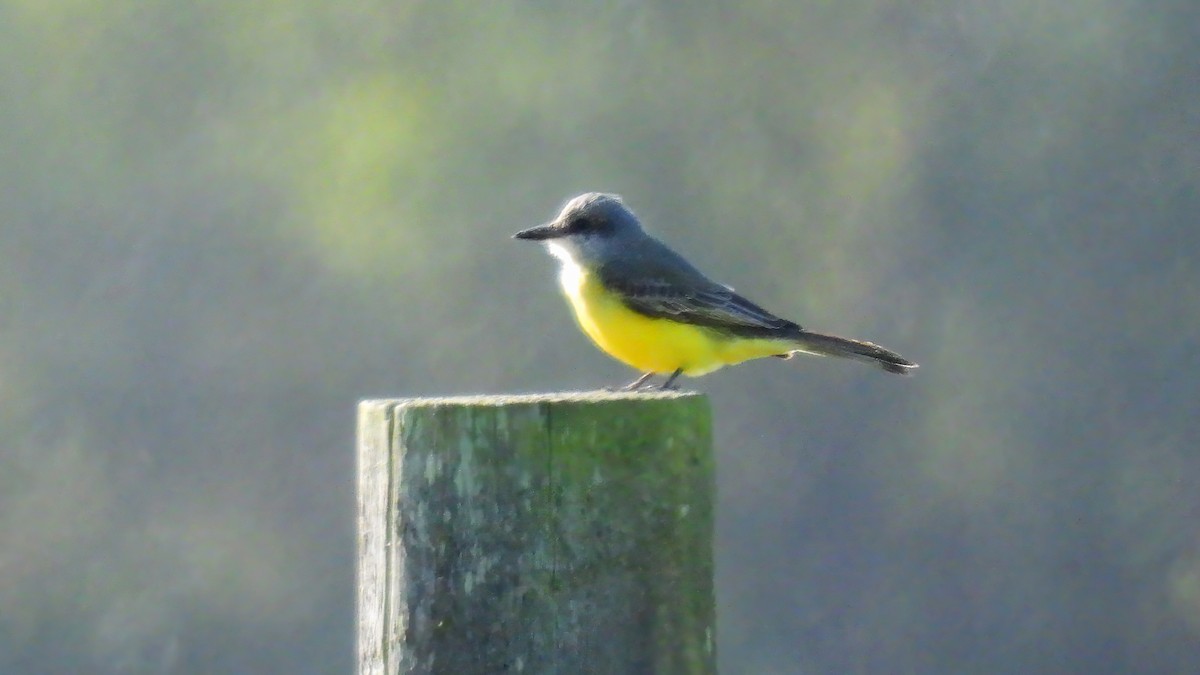Tropical Kingbird - ML643570004