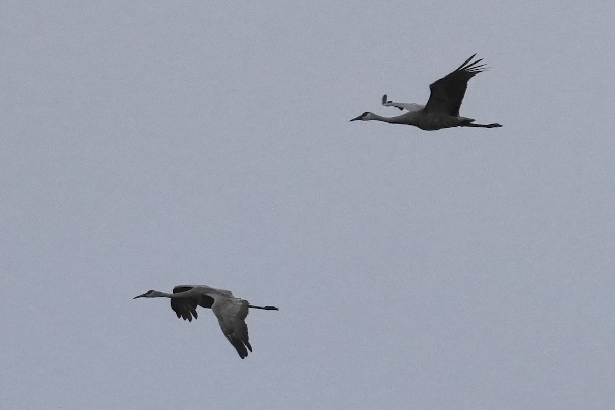 Орог тогоруу - ML643570006