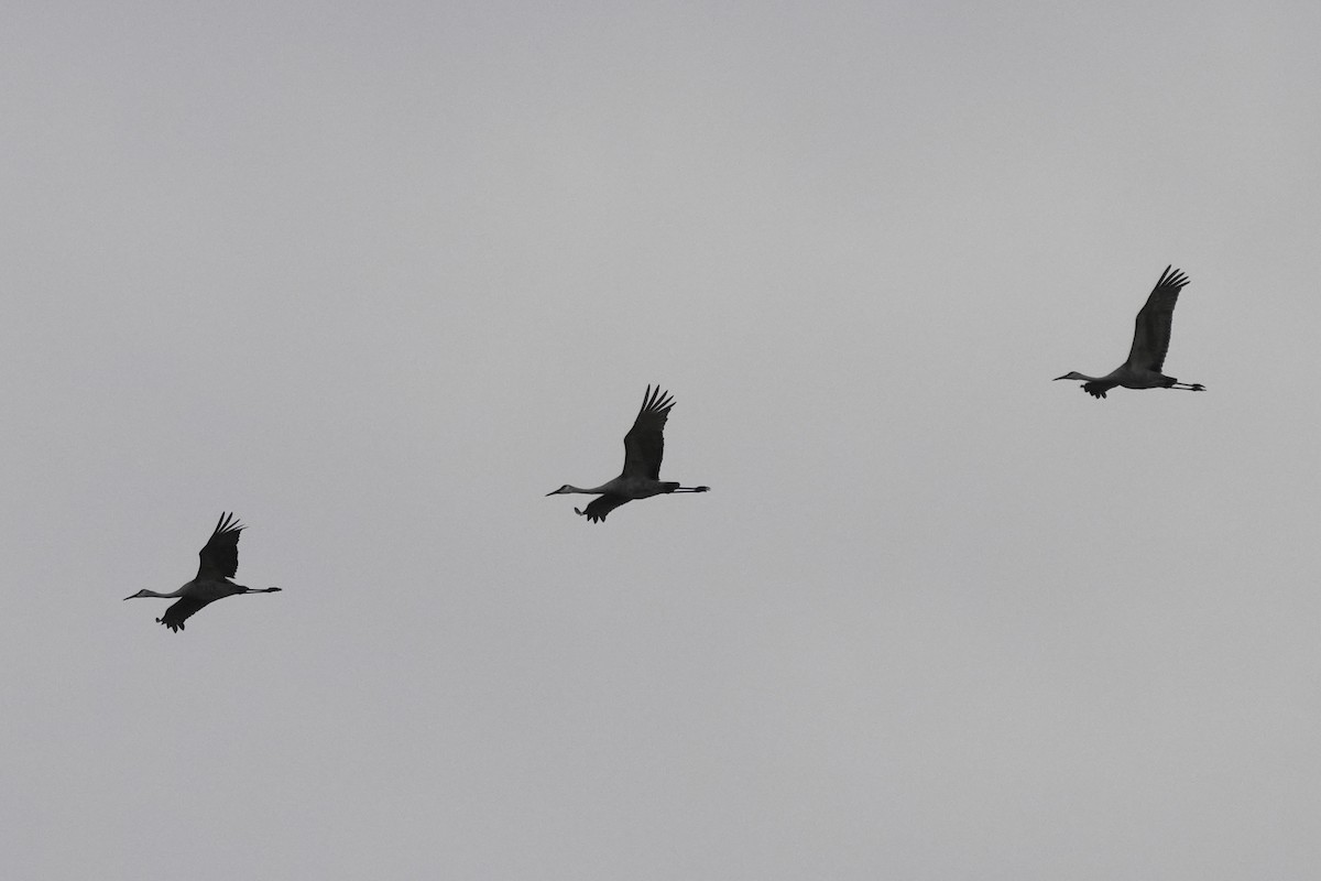 Орог тогоруу - ML643570007