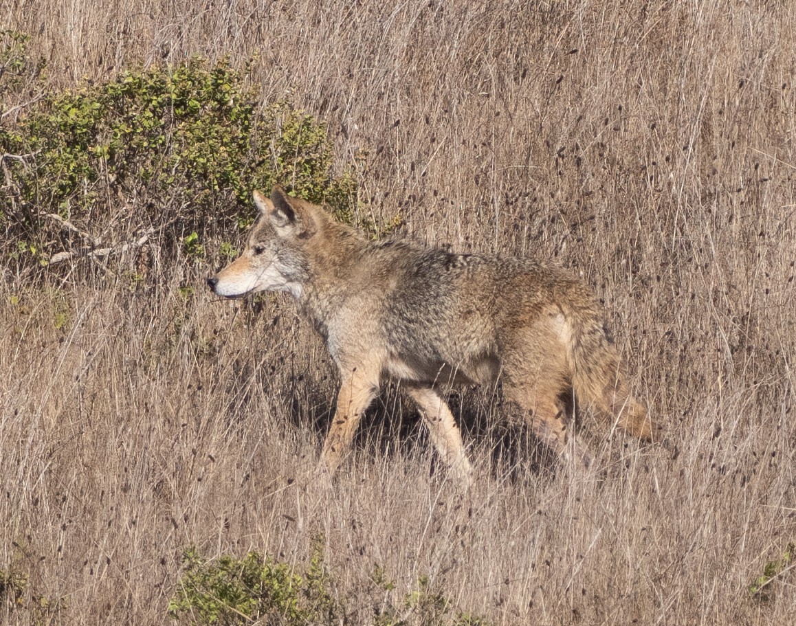 郊狼 - ML643570018