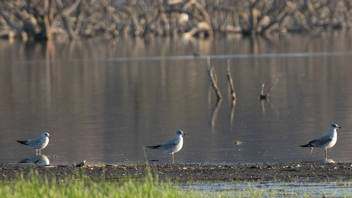 Ring-billed Gull - ML643570022