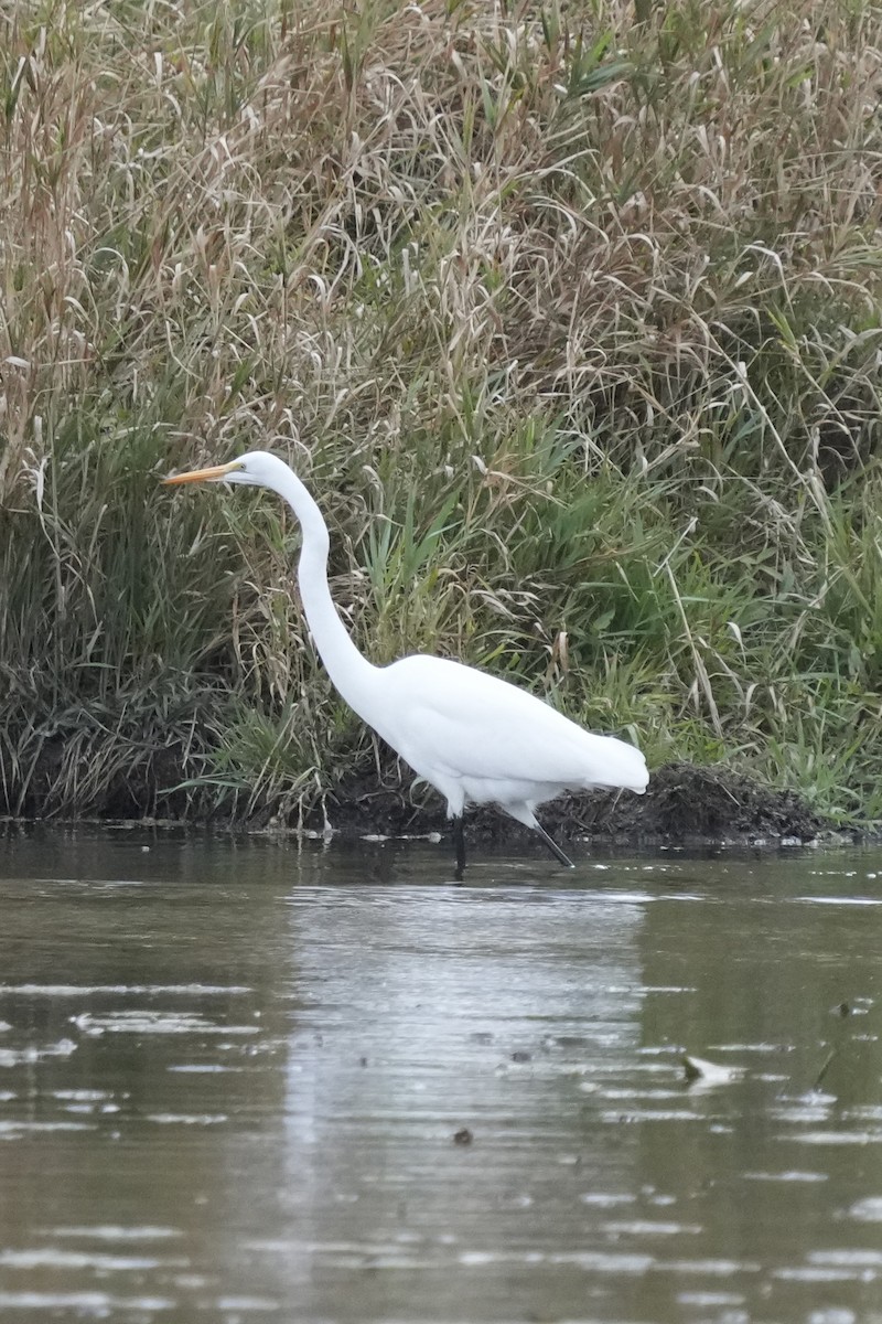Цасч дэглий - ML643570036