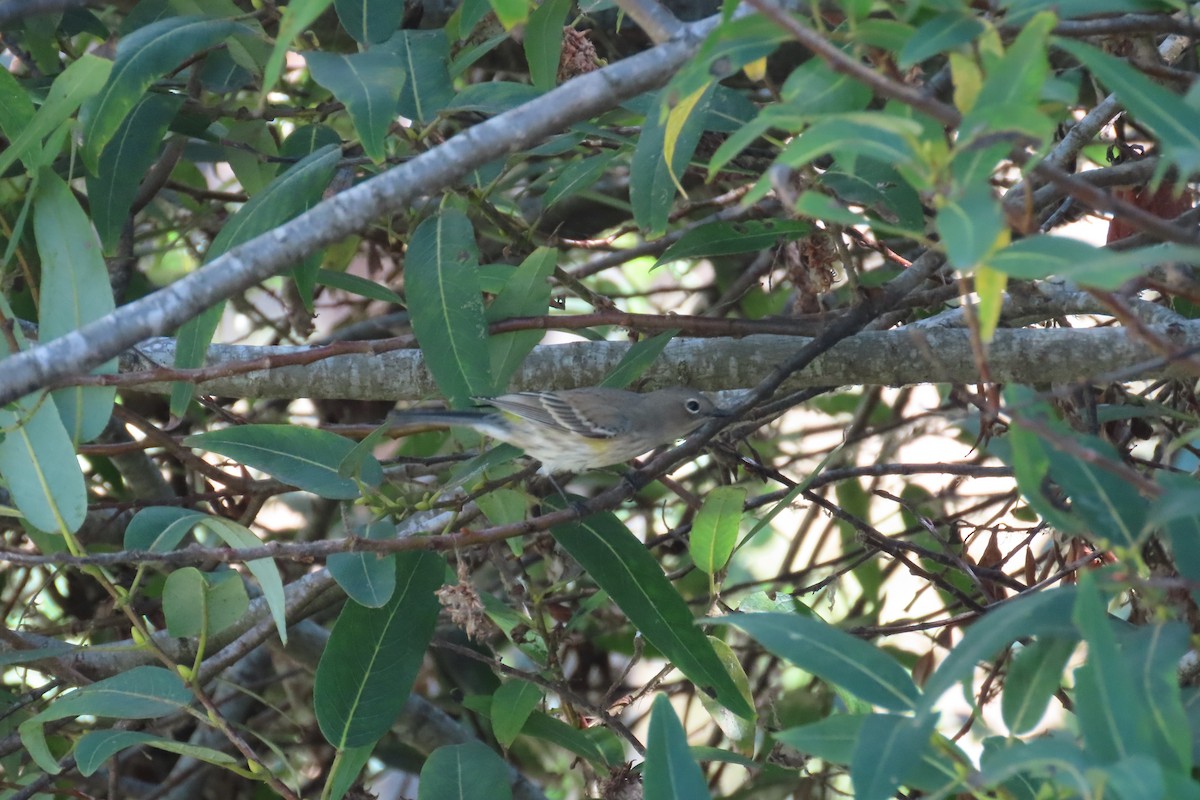 Yellow-rumped Warbler - ML643570048