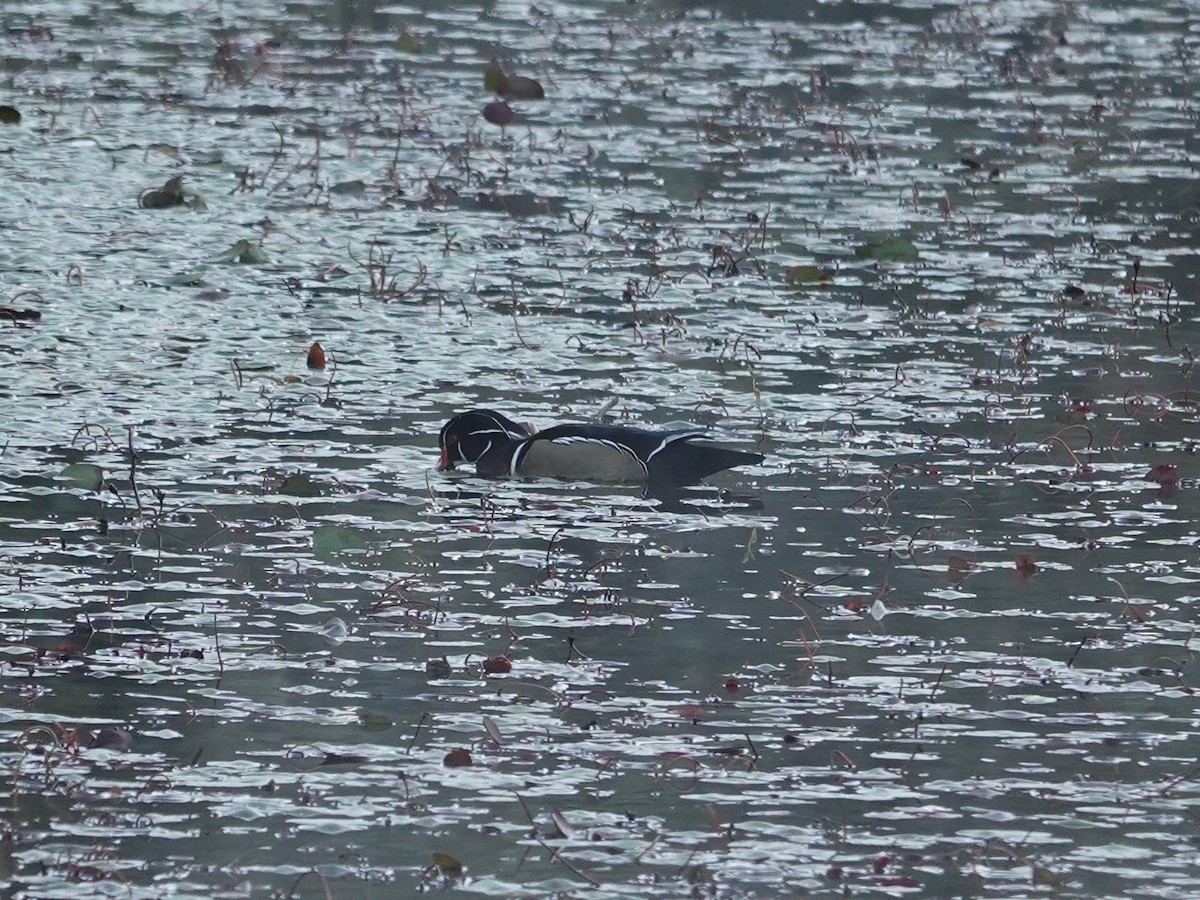 Wood Duck - ML643570052