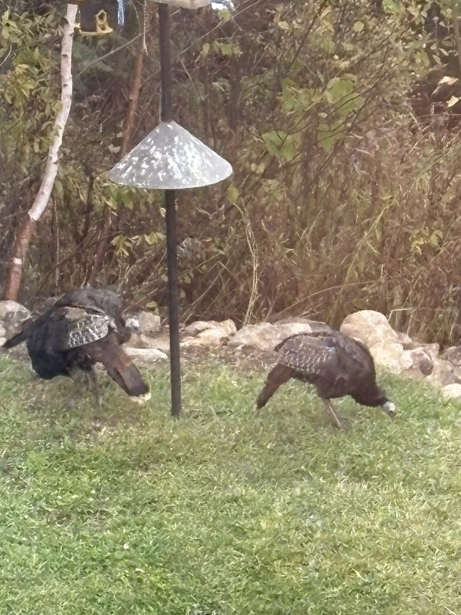 Guajolote Gallipavo - ML643570055