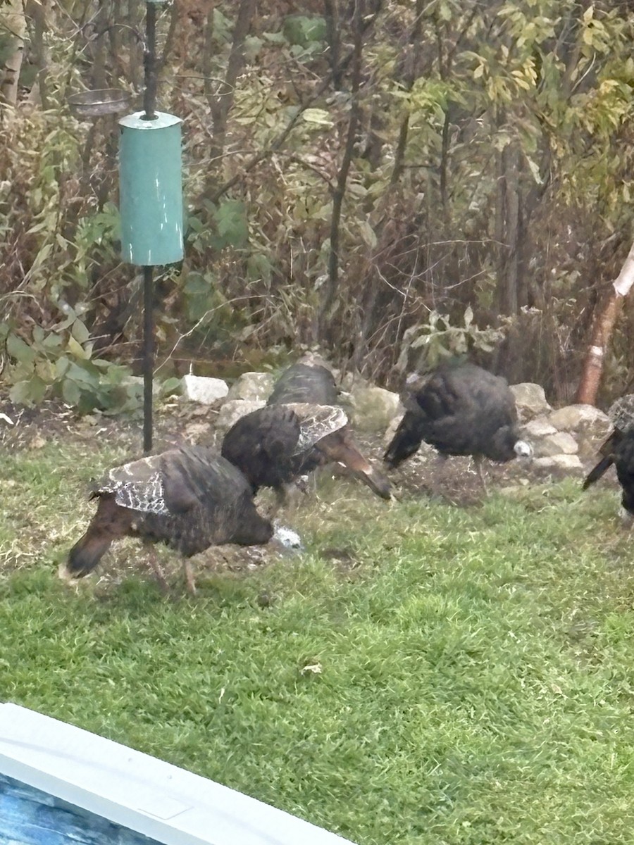 Guajolote Gallipavo - ML643570056