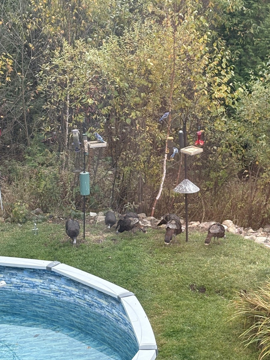 Guajolote Gallipavo - ML643570057