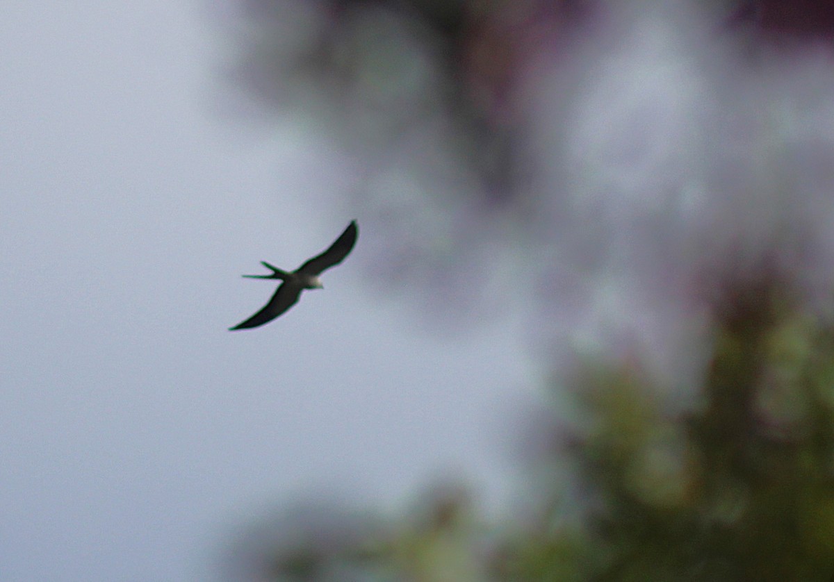 Swallow-tailed Kite - ML643570074