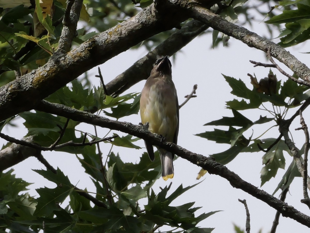 Cedar Waxwing - ML643570075