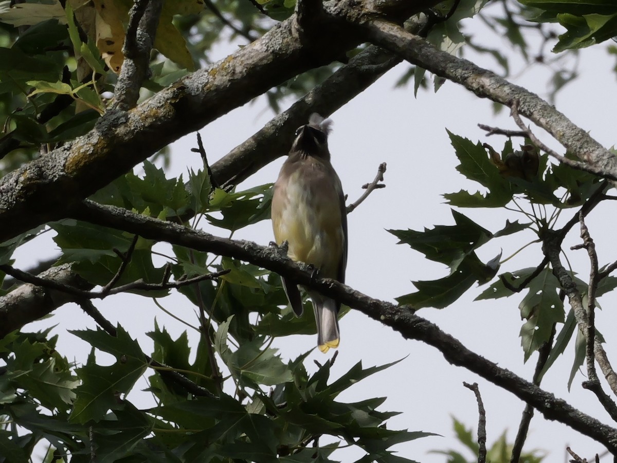 Cedar Waxwing - ML643570076