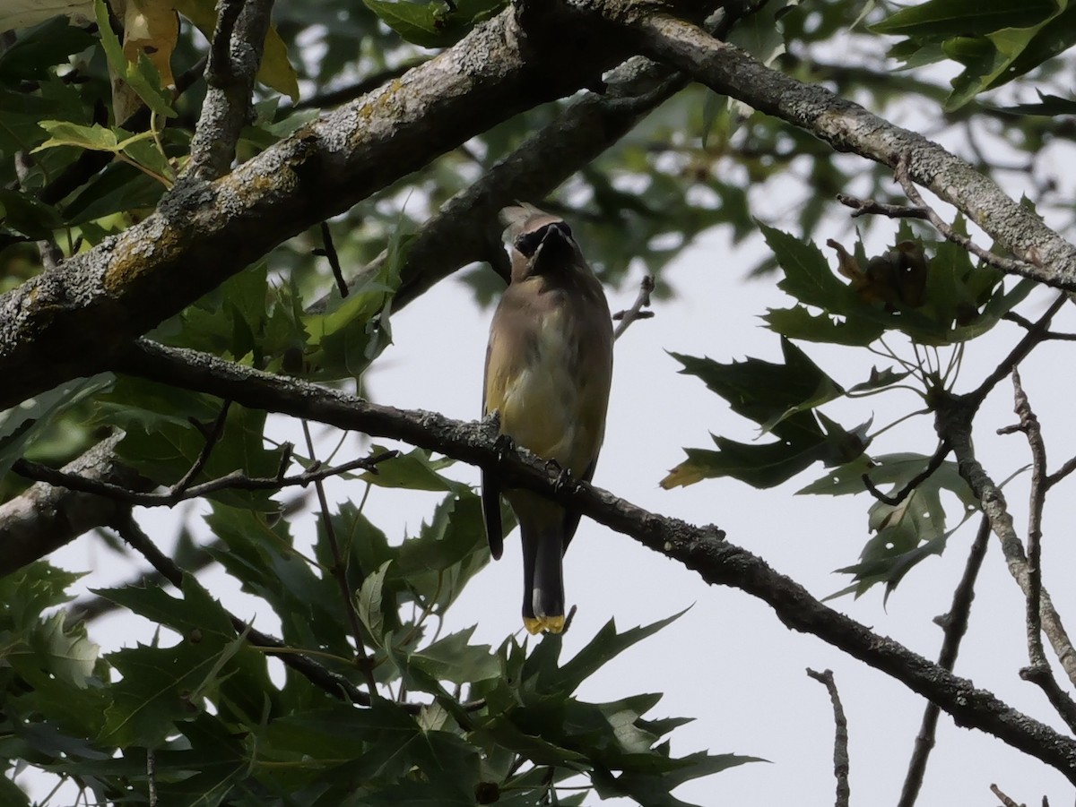 Cedar Waxwing - ML643570077