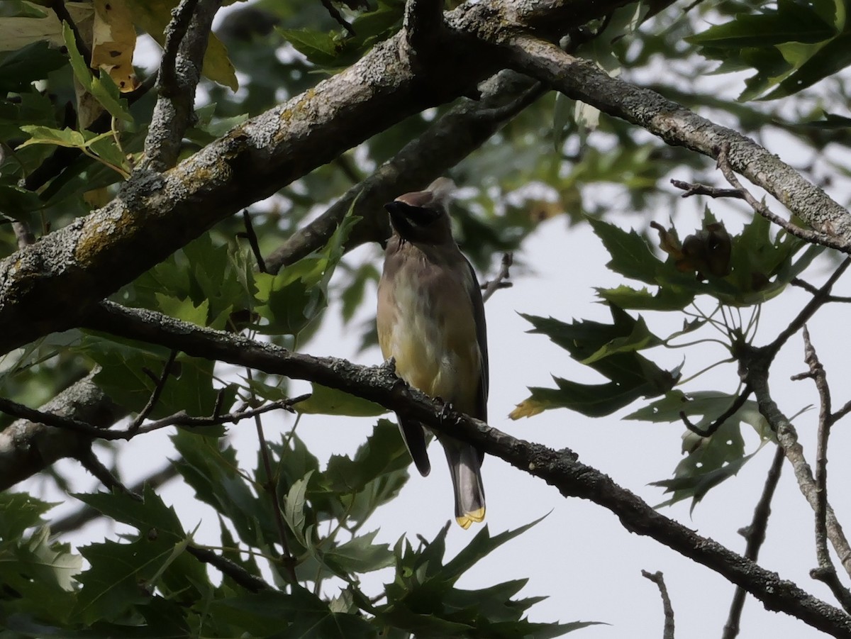 Cedar Waxwing - ML643570078