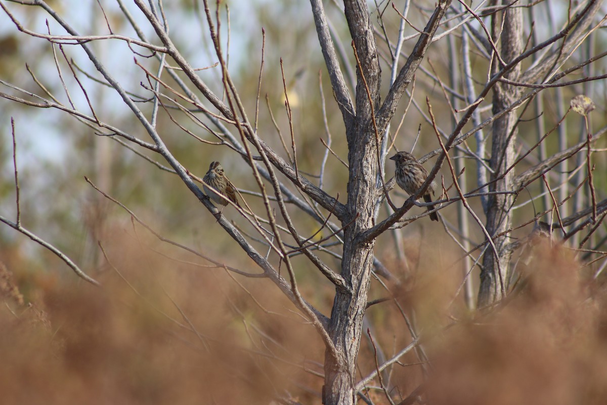 Song Sparrow - David Stoler
