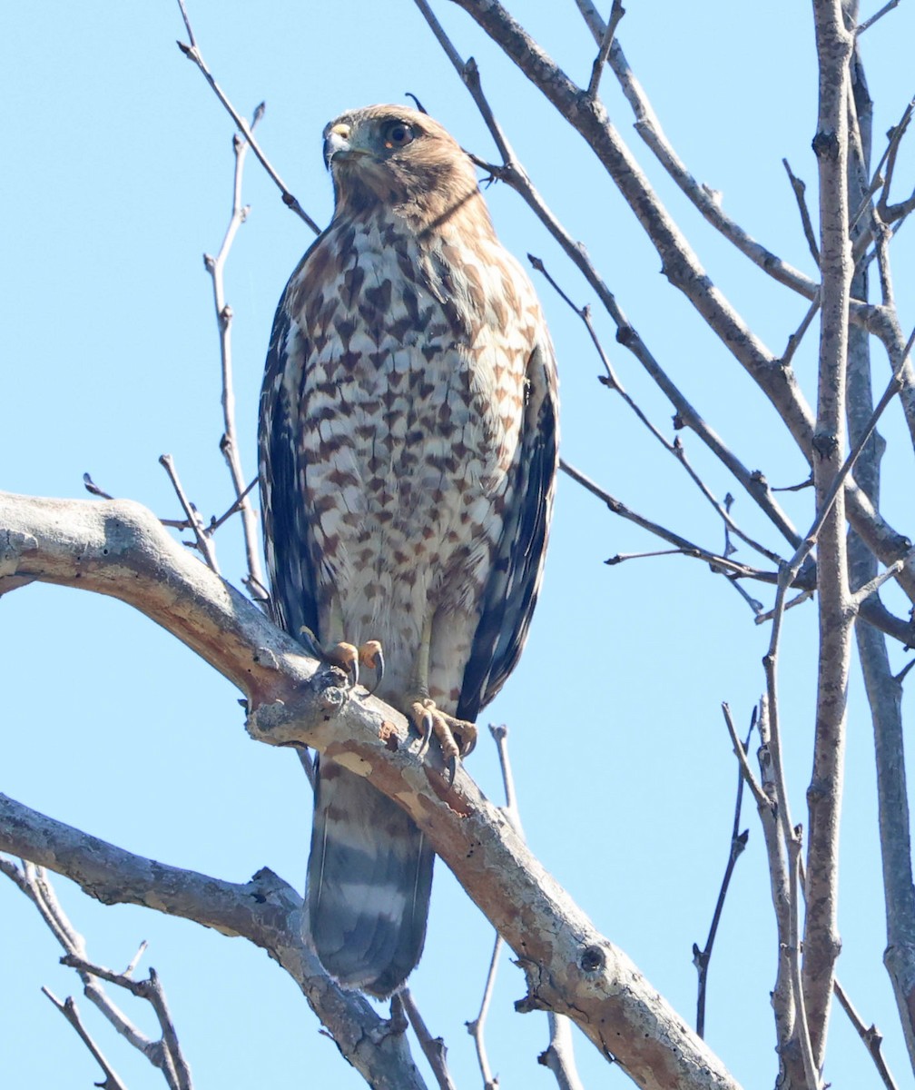 Red-shouldered Hawk - ML643570098