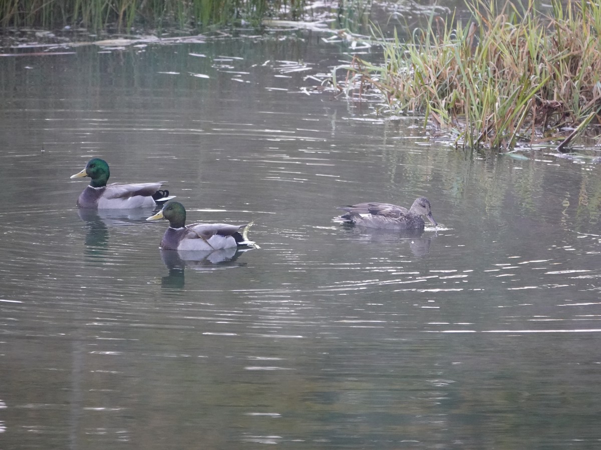 Mallard - ML643570109