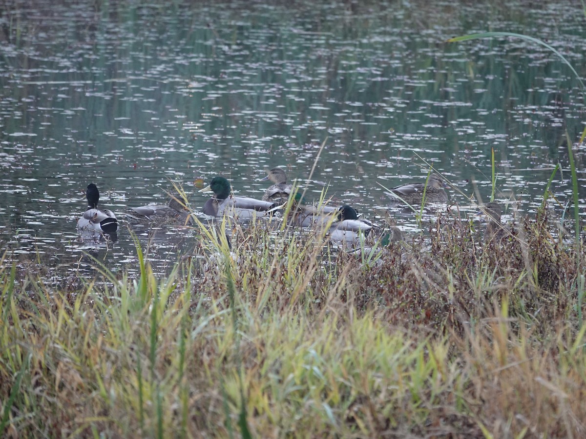 Mallard - ML643570110