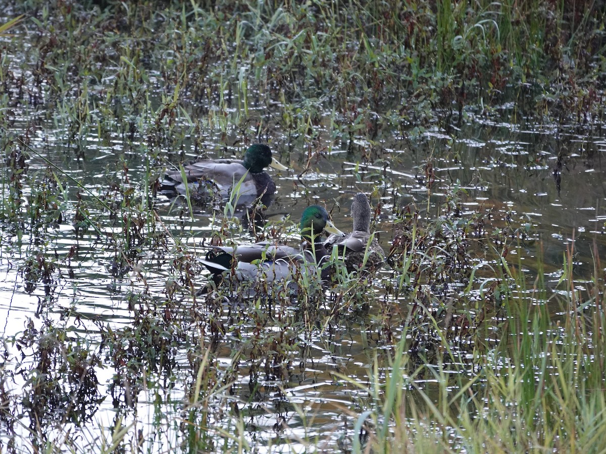 Mallard - ML643570111
