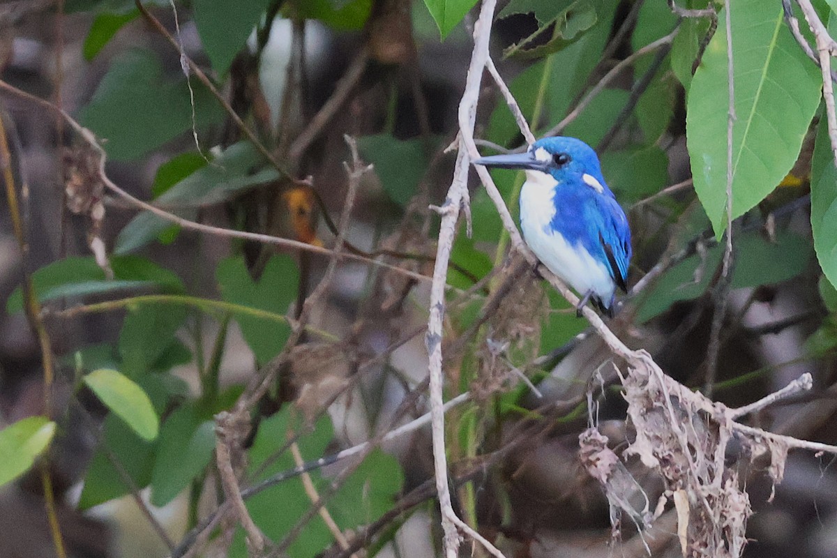 Little Kingfisher - ML643570112