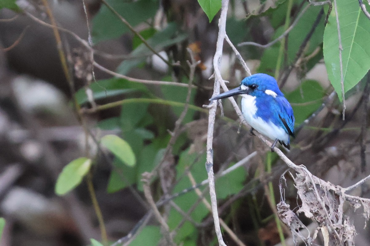 Little Kingfisher - ML643570113