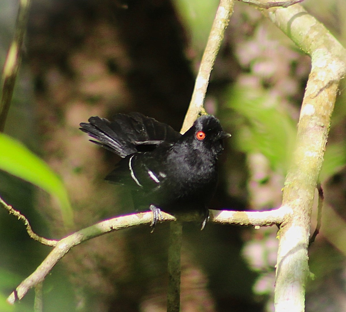 Weißbinden-Ameisenvogel - ML643570119