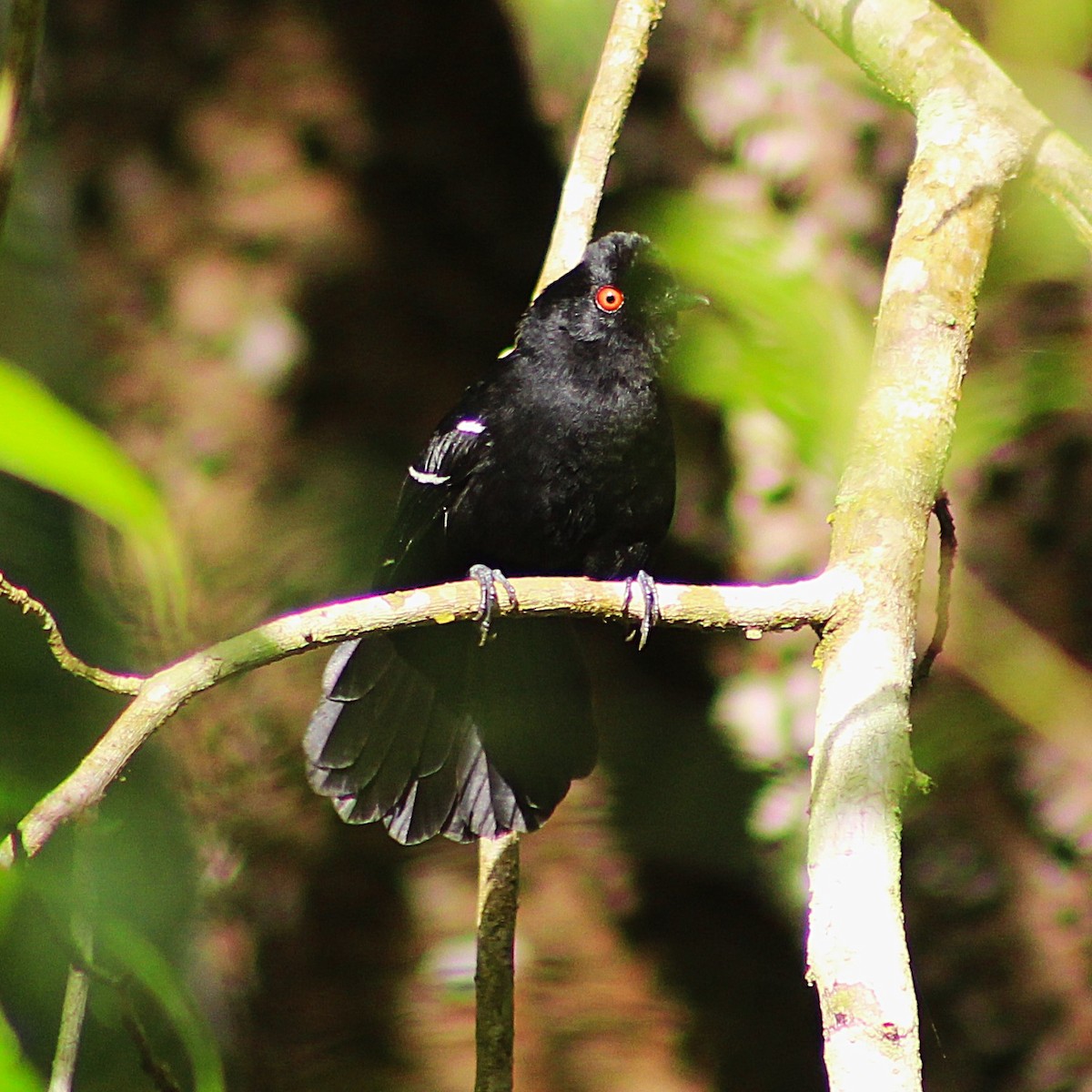 Weißbinden-Ameisenvogel - ML643570120