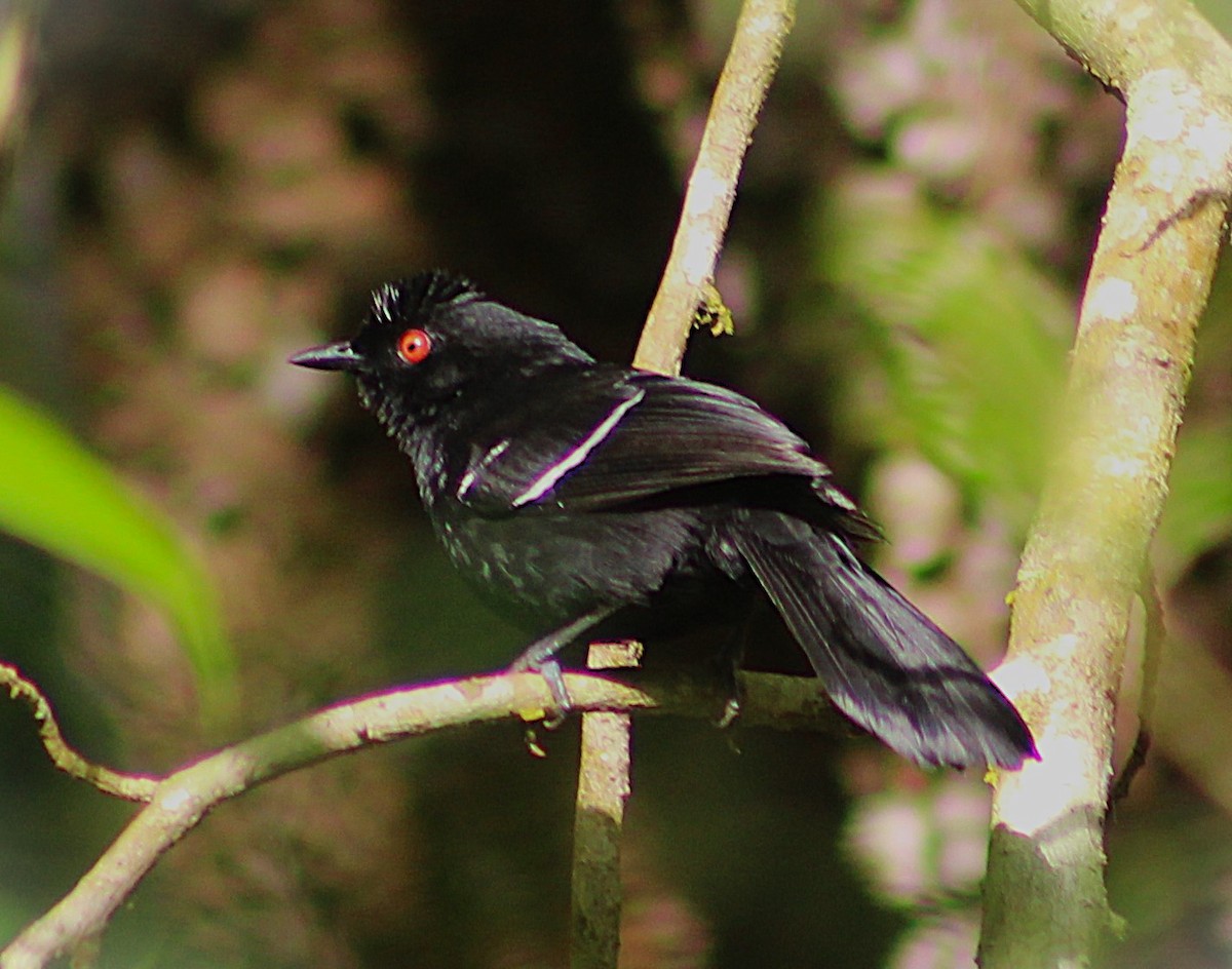 Weißbinden-Ameisenvogel - ML643570121