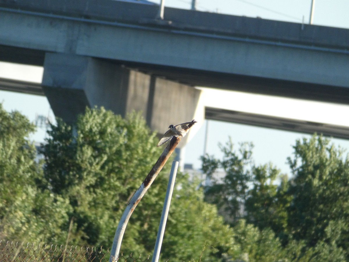 Buntfalke - ML643570125