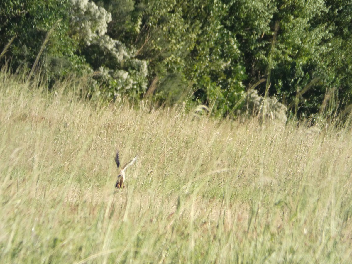 Buntfalke - ML643570132