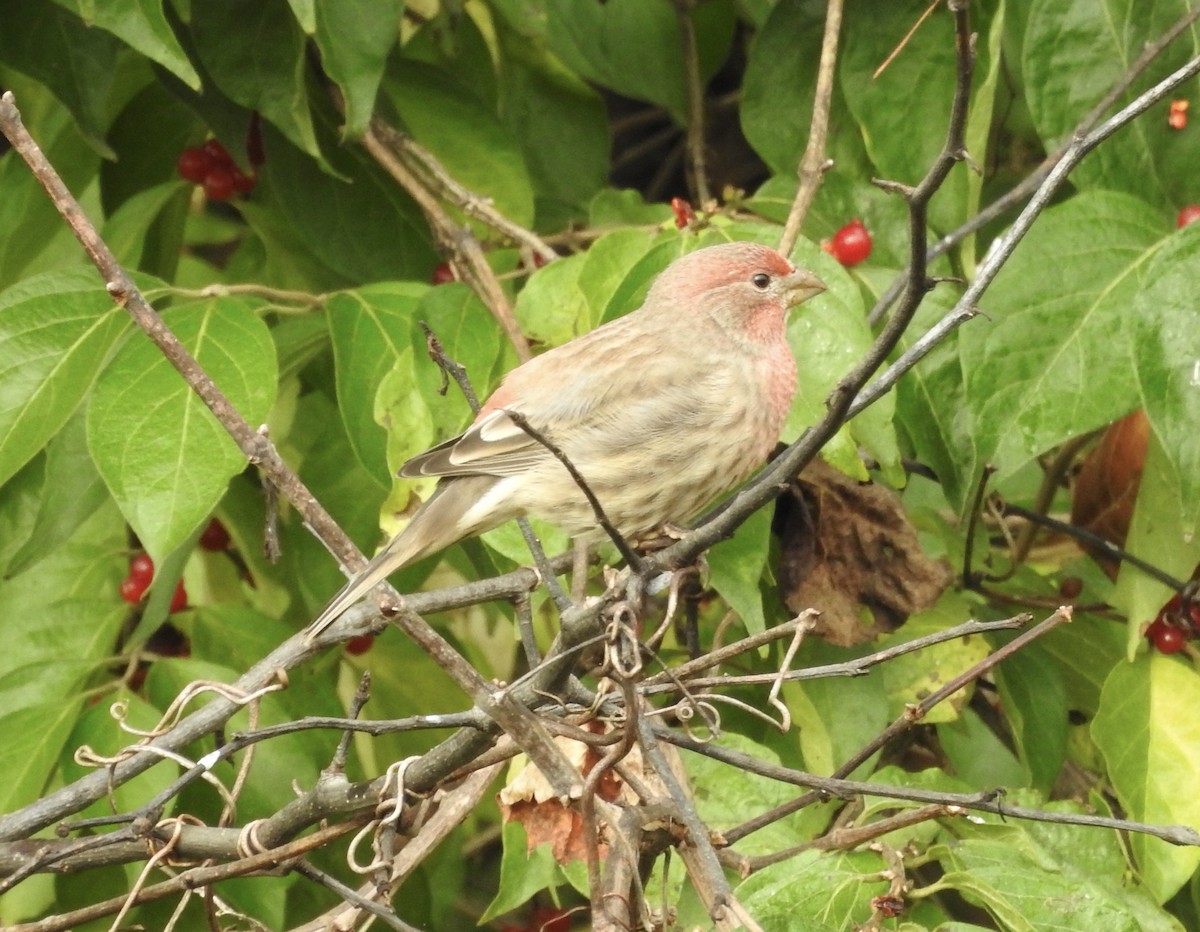 House Finch - ML643570143
