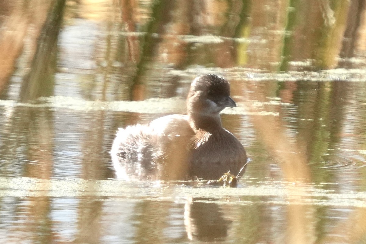 Pied-billed Grebe - ML643570147