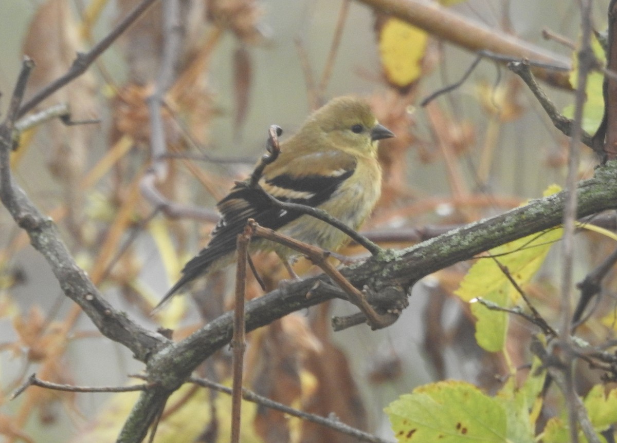 American Goldfinch - ML643570159