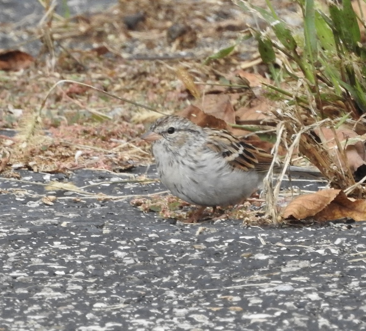 Chipping Sparrow - ML643570171