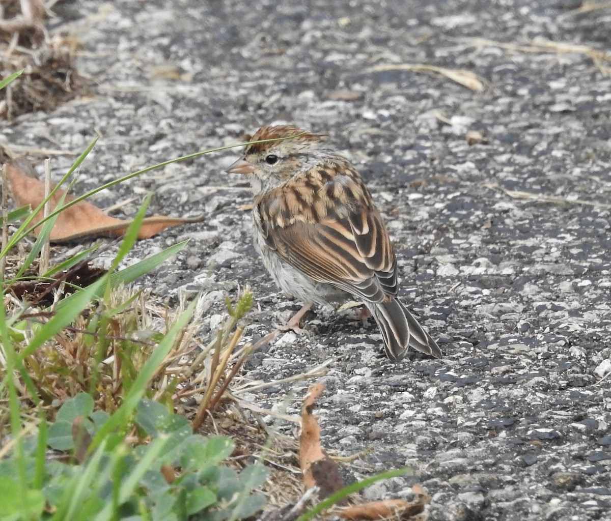 Chipping Sparrow - ML643570173