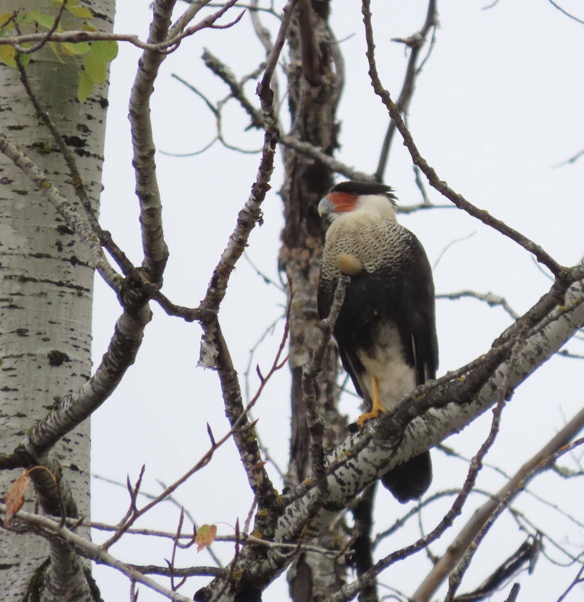 Crested Caracara - ML643570186