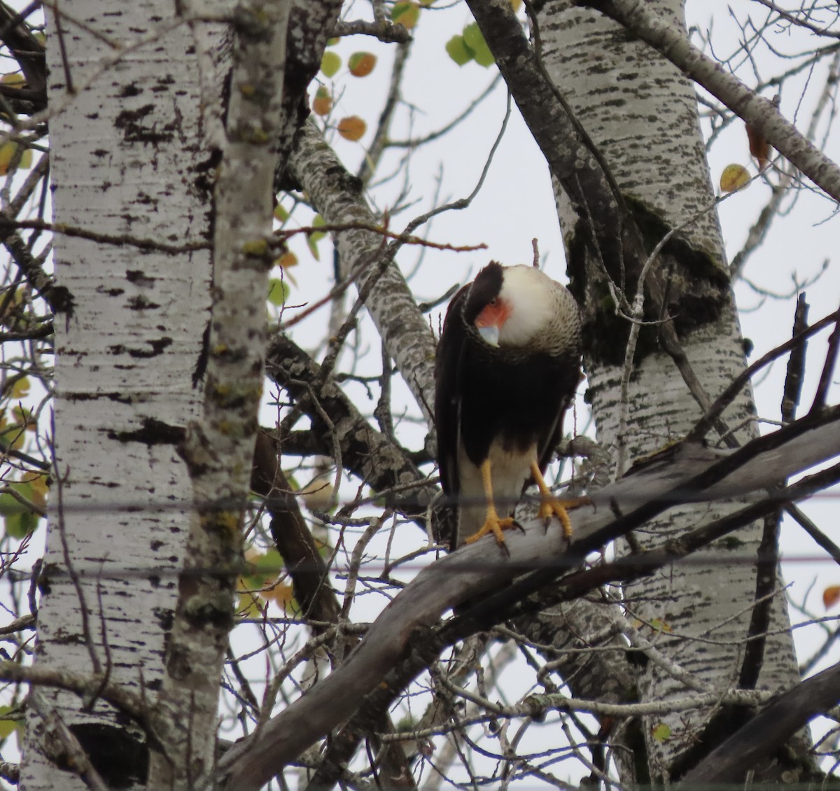 Crested Caracara - ML643570188