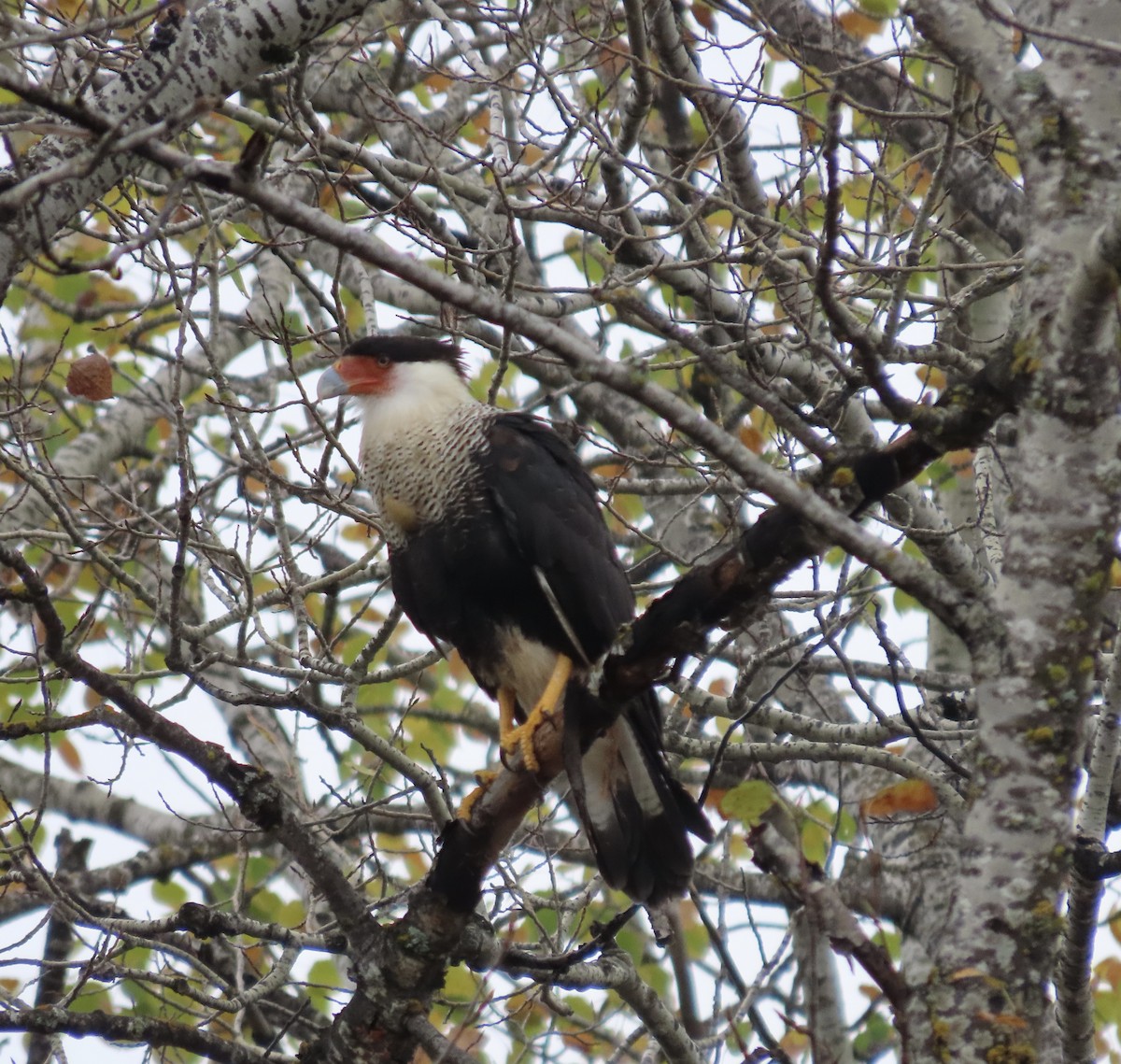 Crested Caracara - ML643570189