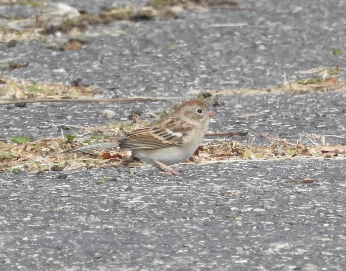 Field Sparrow - ML643570190